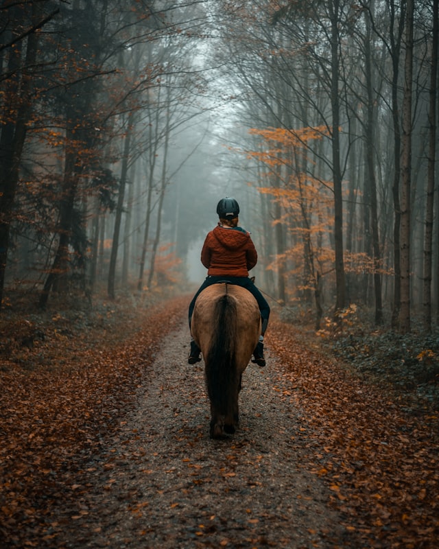Ogłowie skórzane »Elegance« - obrazek 4