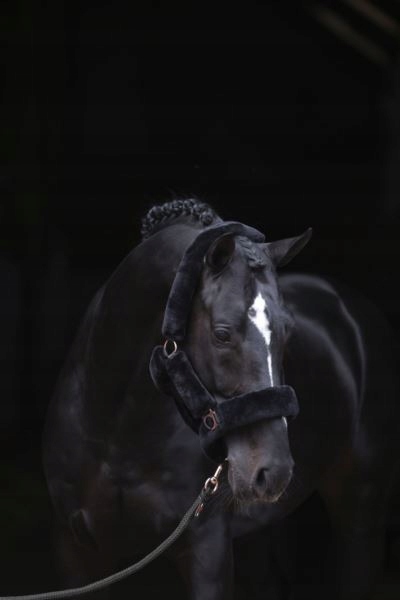 Kantar Covalliero czarny - obrazek 8