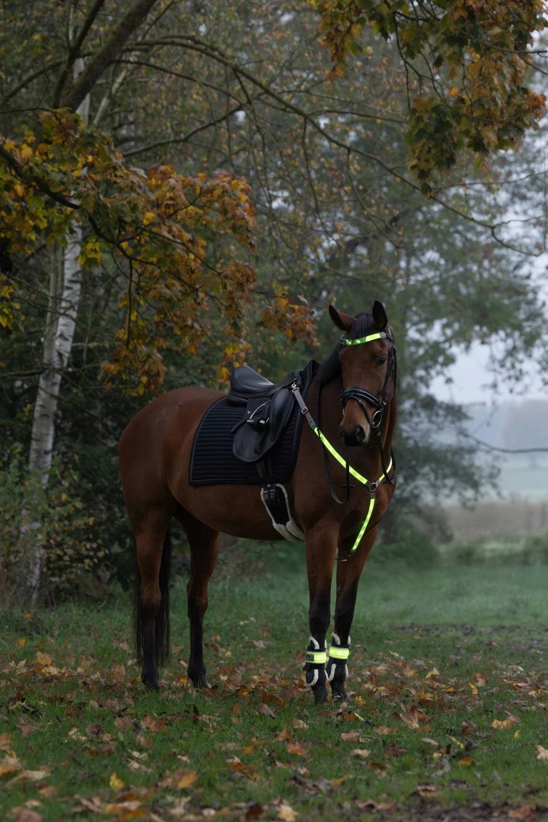 Opaski na nadpięcie dla konia LED, Covalliero, C.A-3230419 - obrazek 4